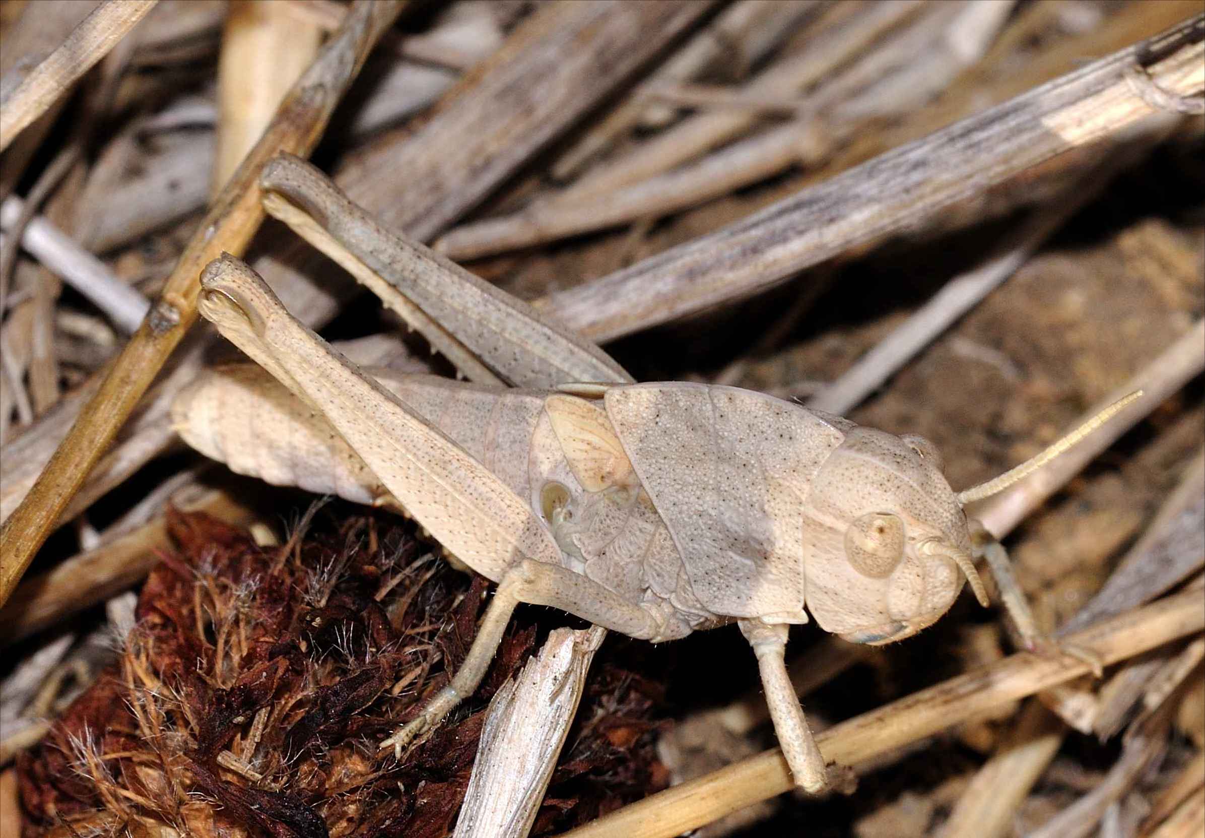 Ninfa di Locusta migratoria